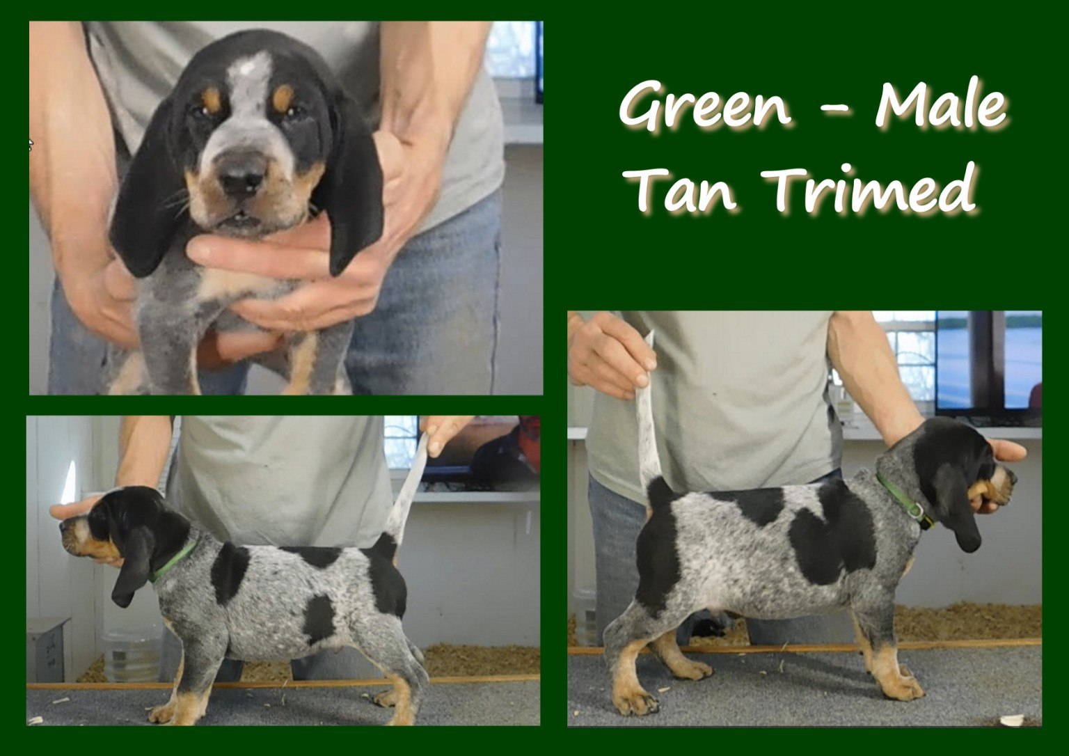 Green male tan-trimmed evaluation card