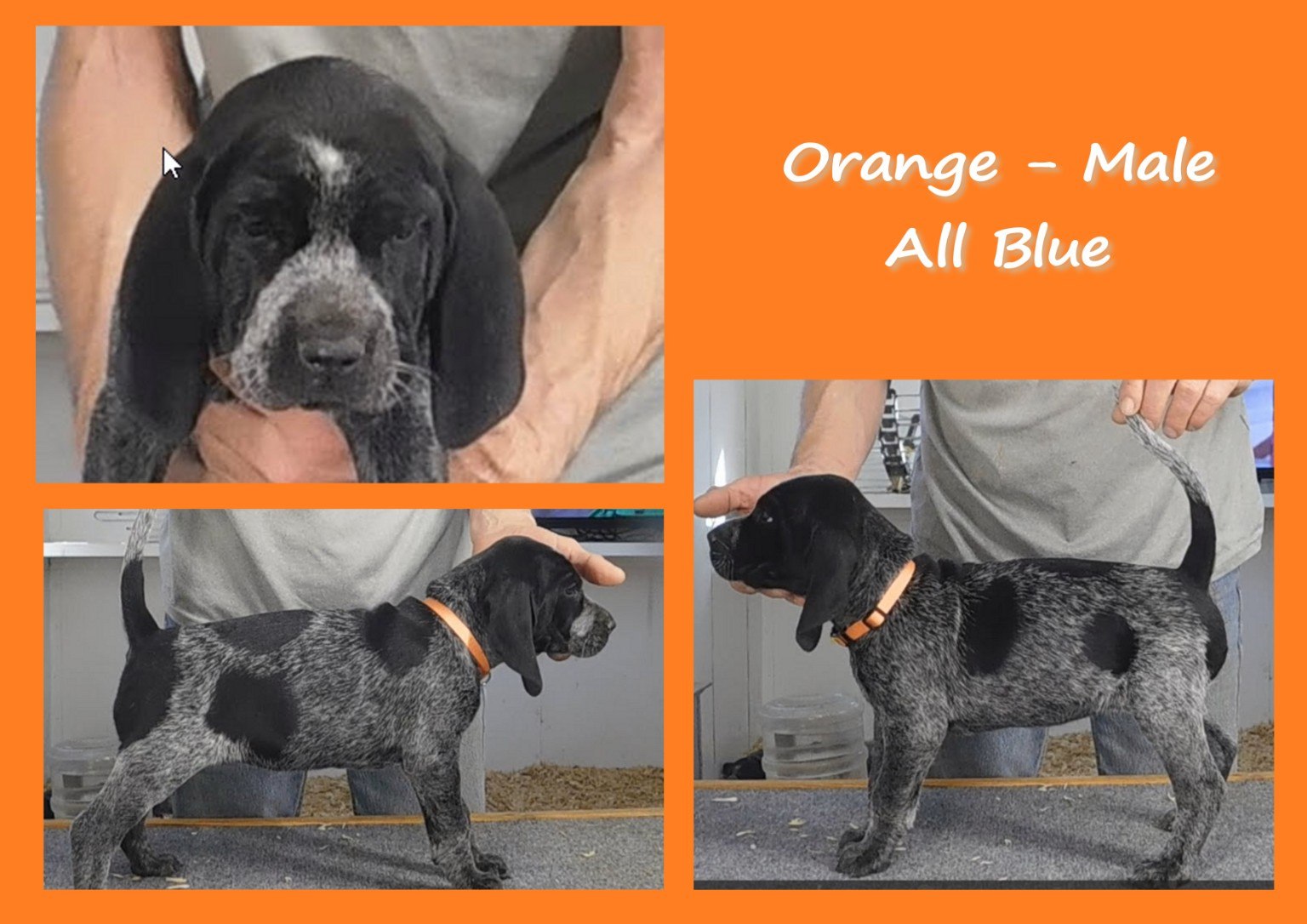 Orange male all-blue evaluation card