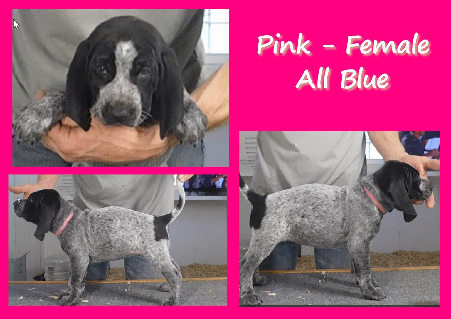 Pink female all-blue evaluation card