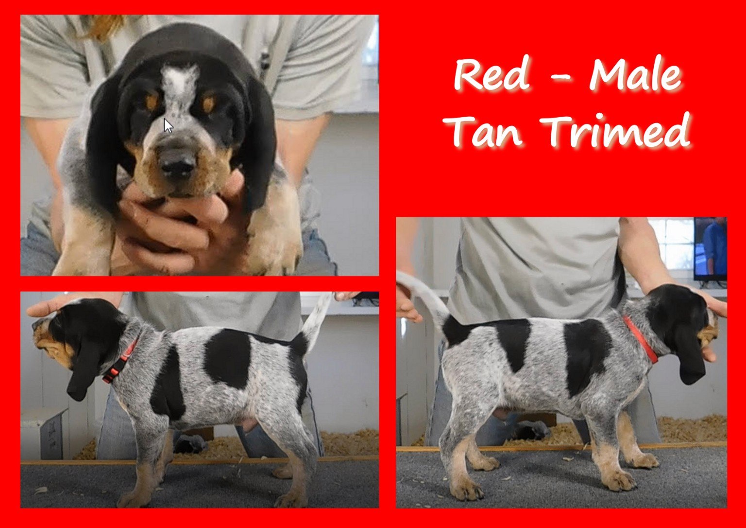 Red male tan-trimmed evaluation card