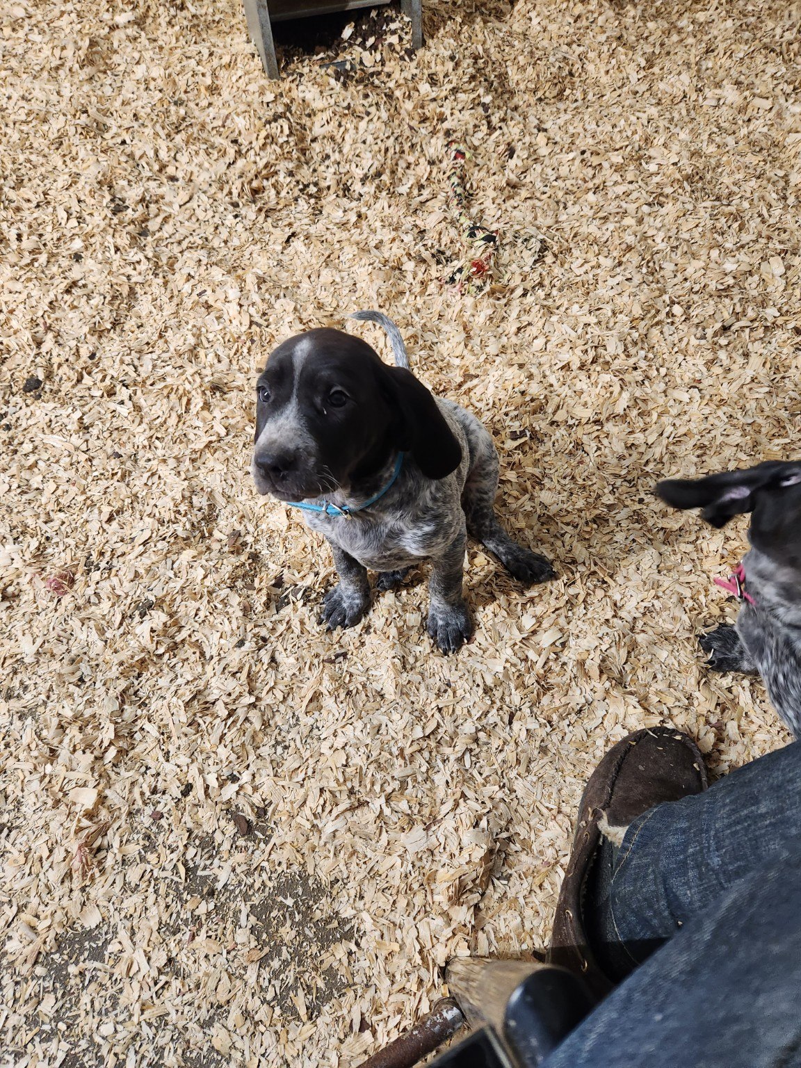 Young Bluegrass puppy looking up