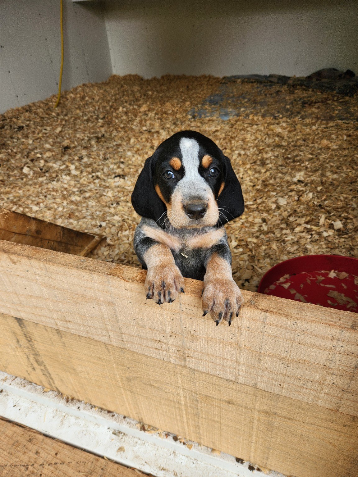 Puppy peeking over board