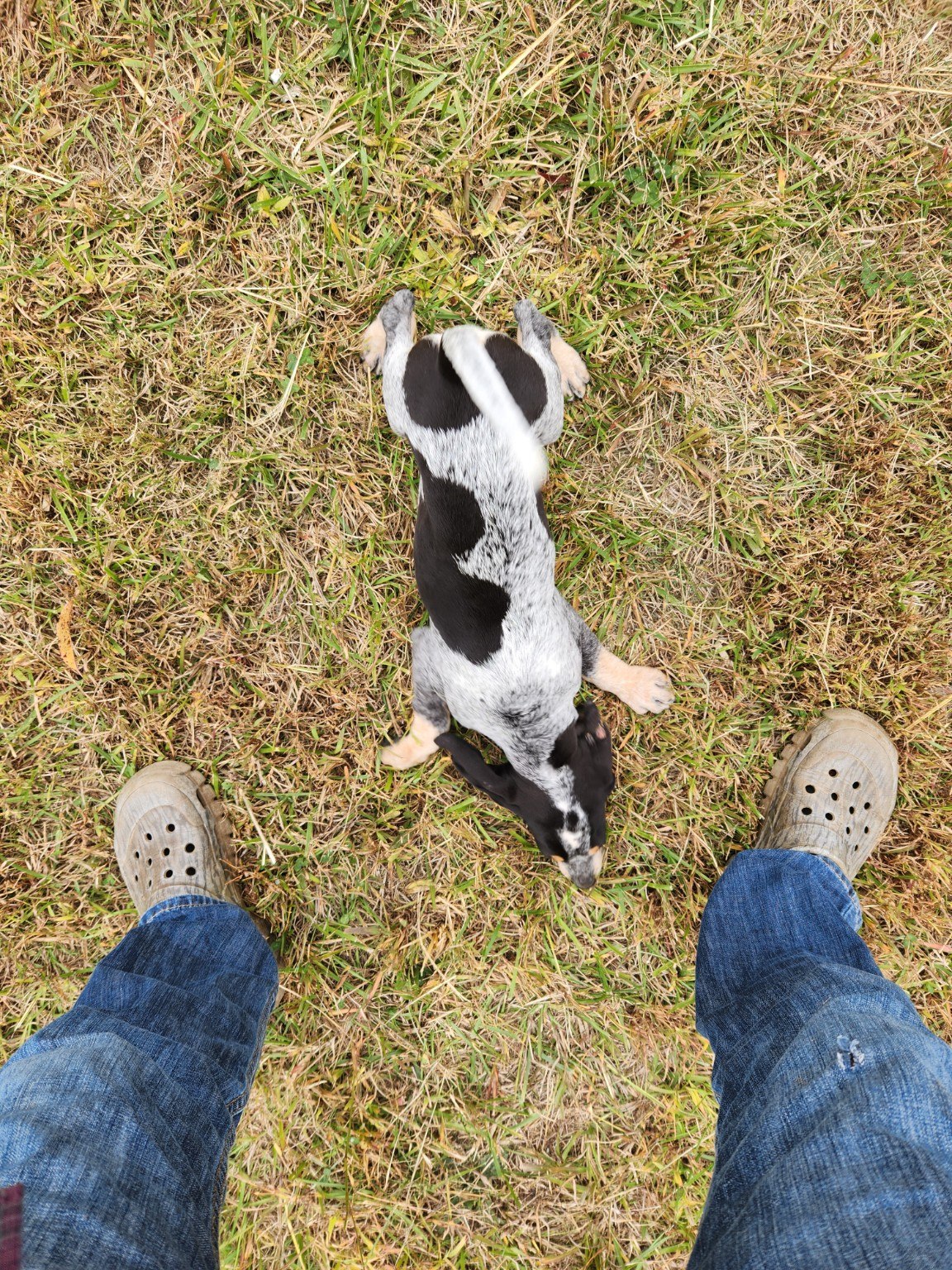 Puppy in the grass