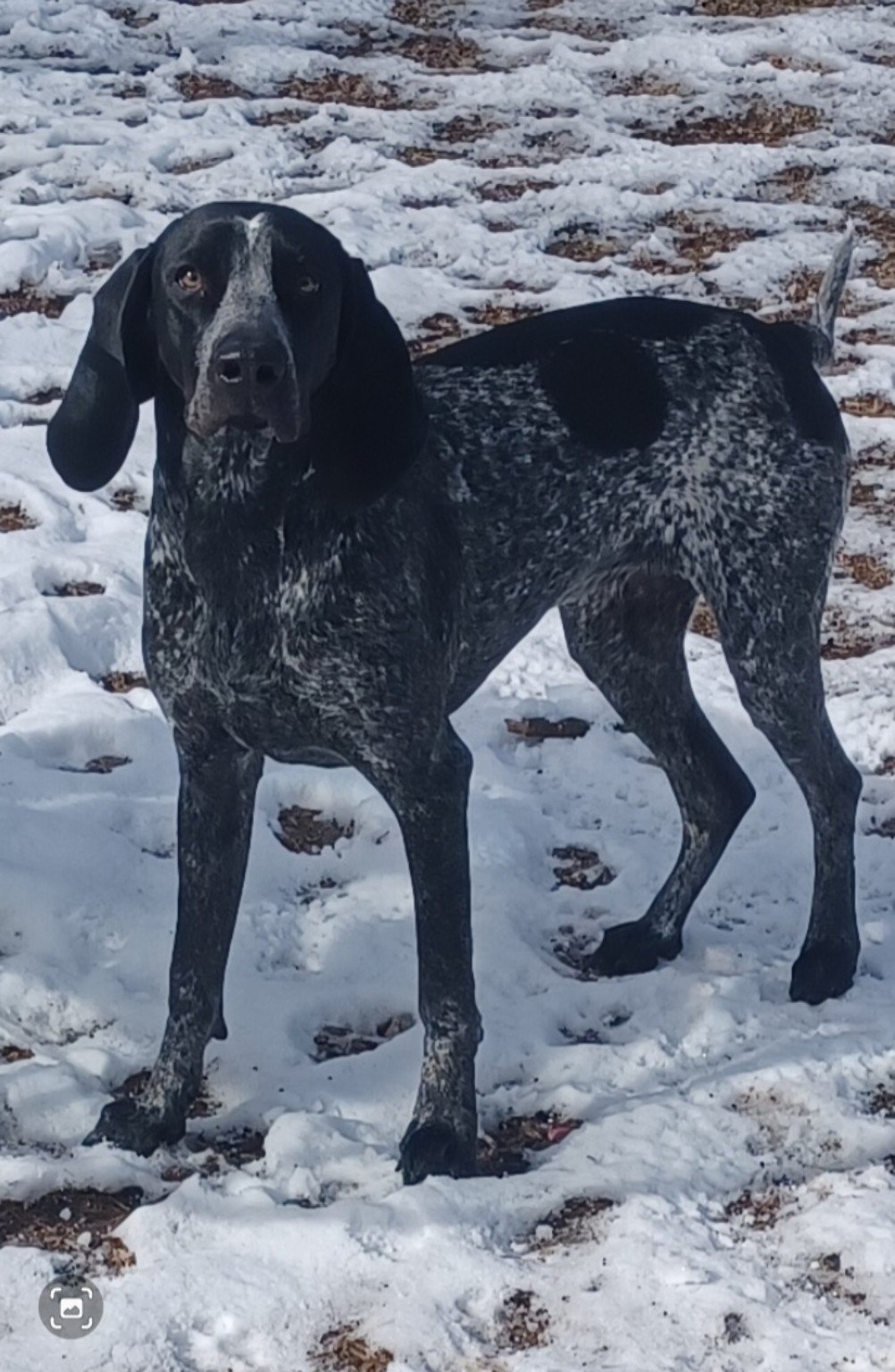 Real no-tan Bluegrass Bluetick in the snow