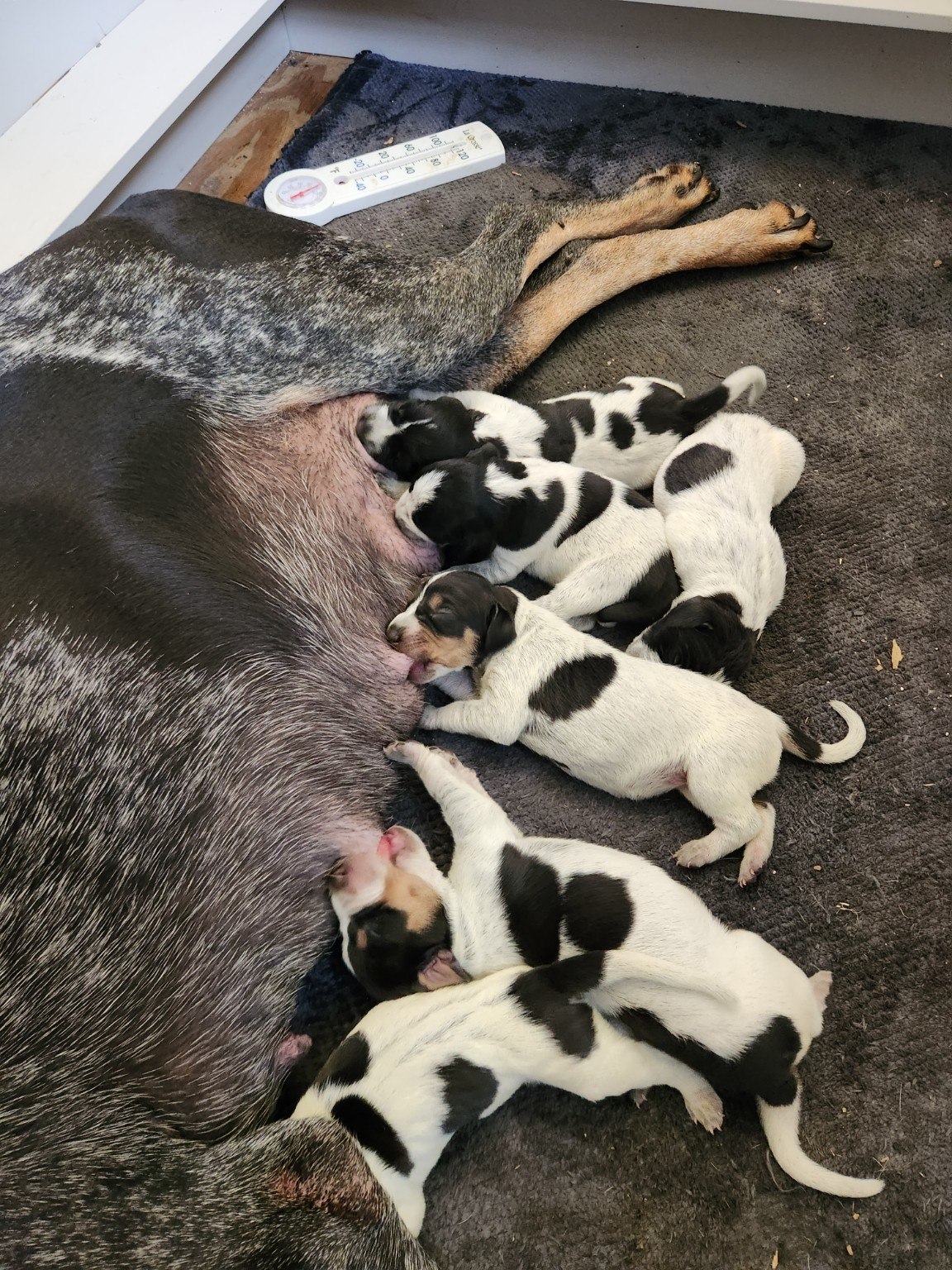 Newborn Bluegrass litter nursing