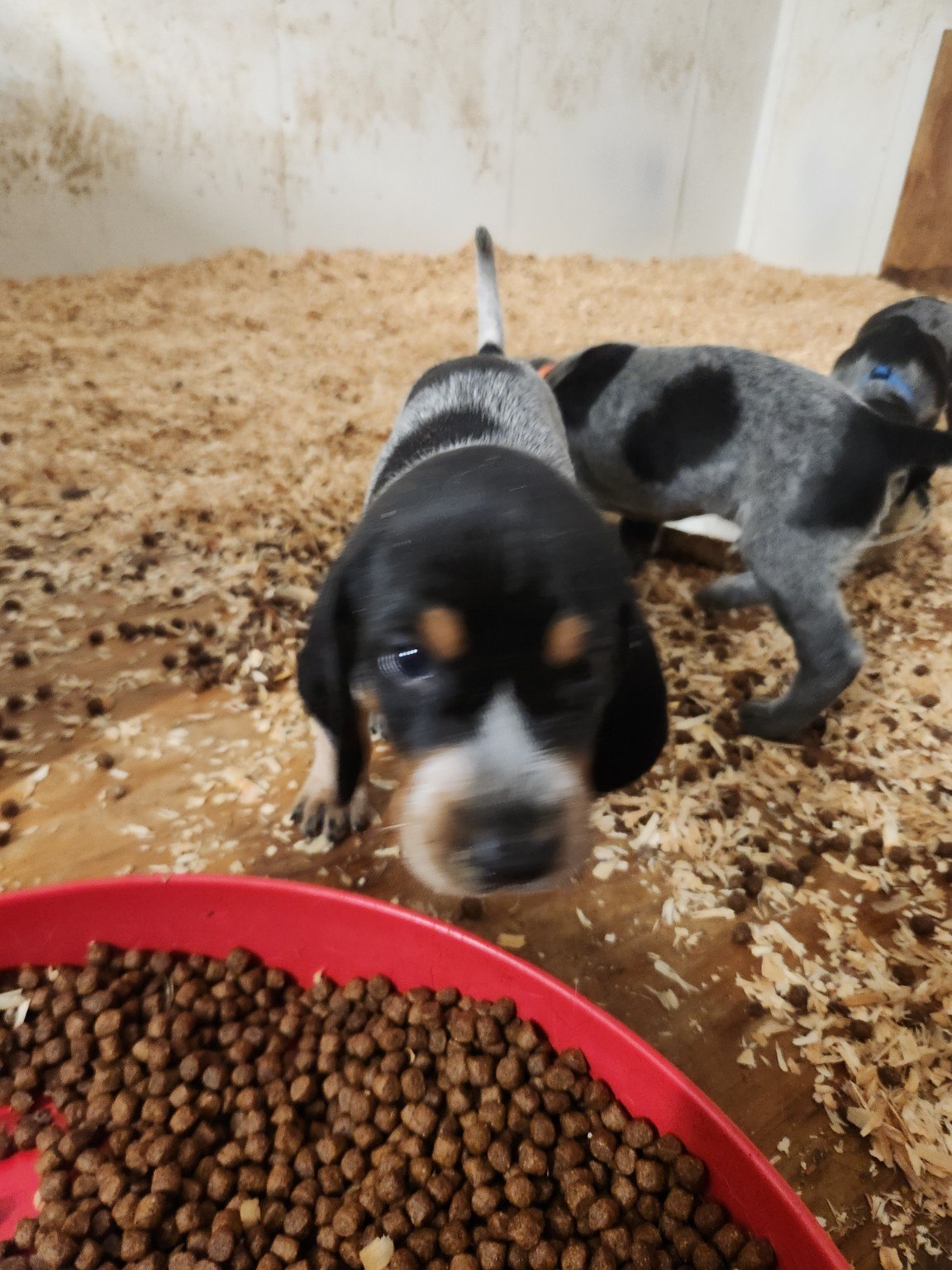 Puppy near food bowl