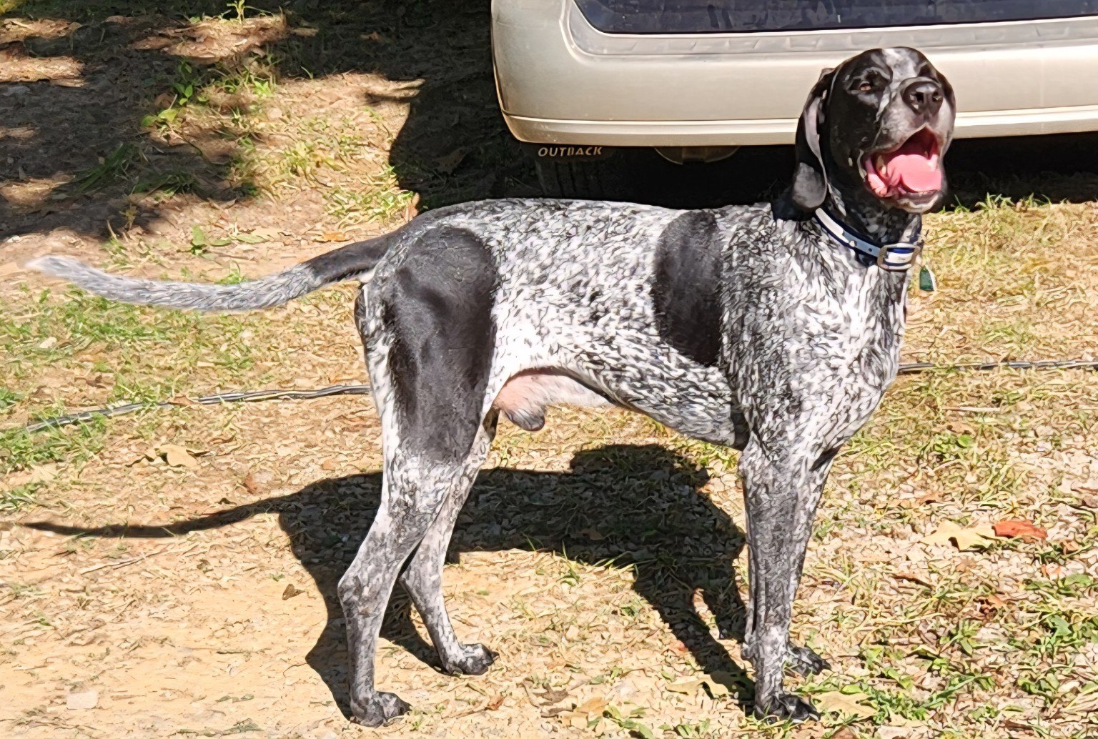 Mature Bluegrass Bluetick standing outside