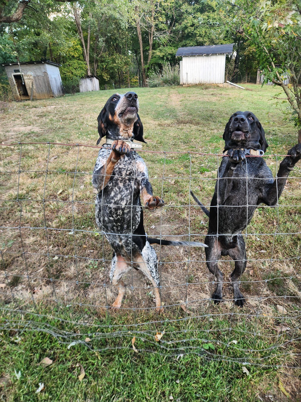 Two Bluegrass Blueticks at a fence