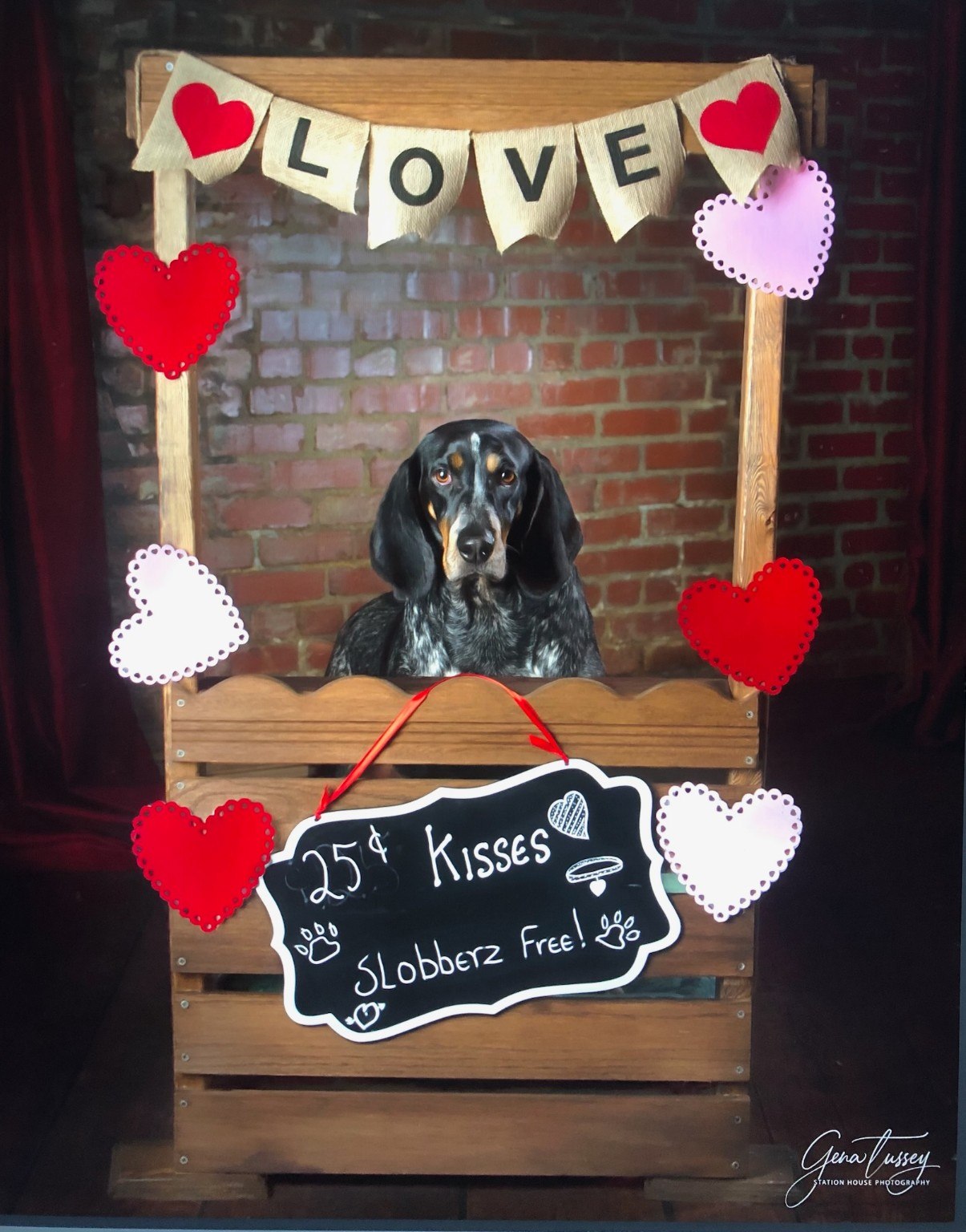 Bluegrass Bluetick Valentine's portrait