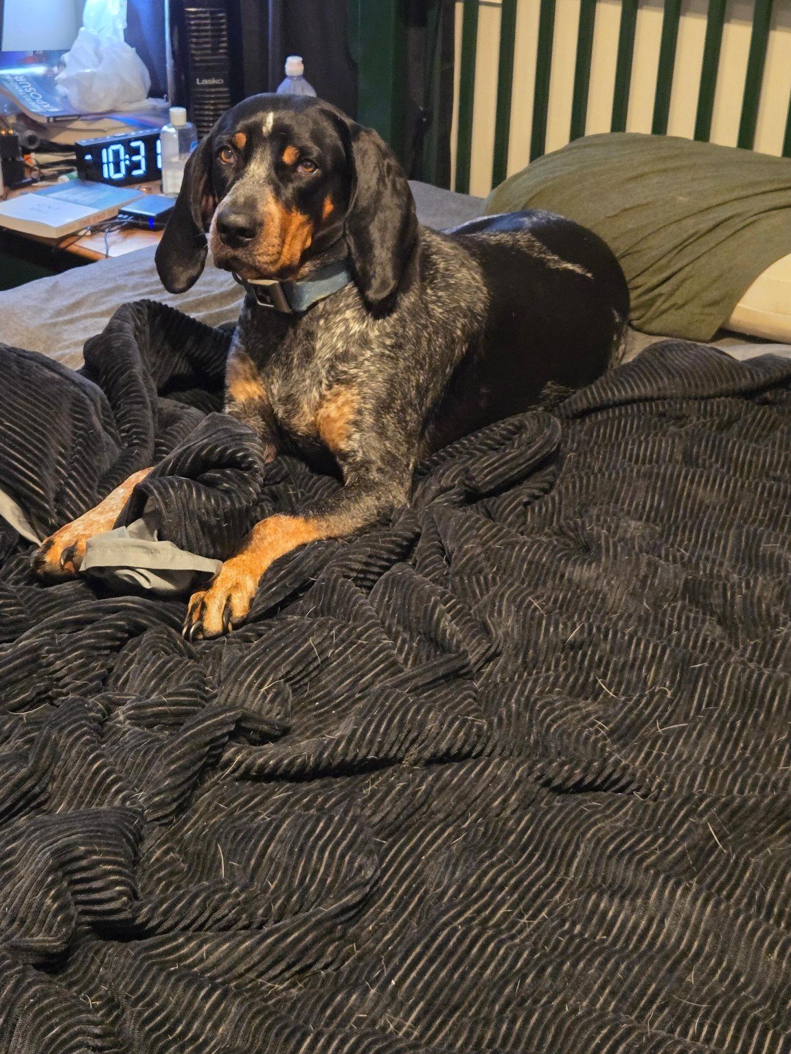 Bluegrass Bluetick relaxing on a bed