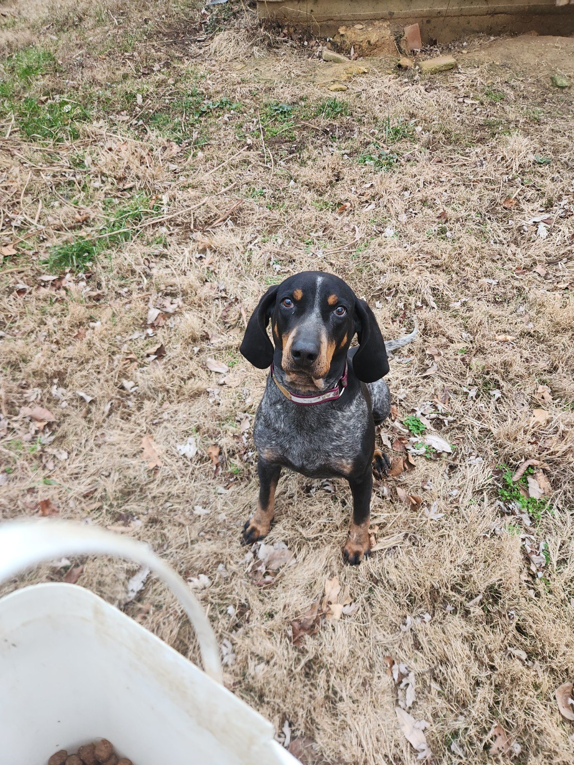 Young puppy outdoors