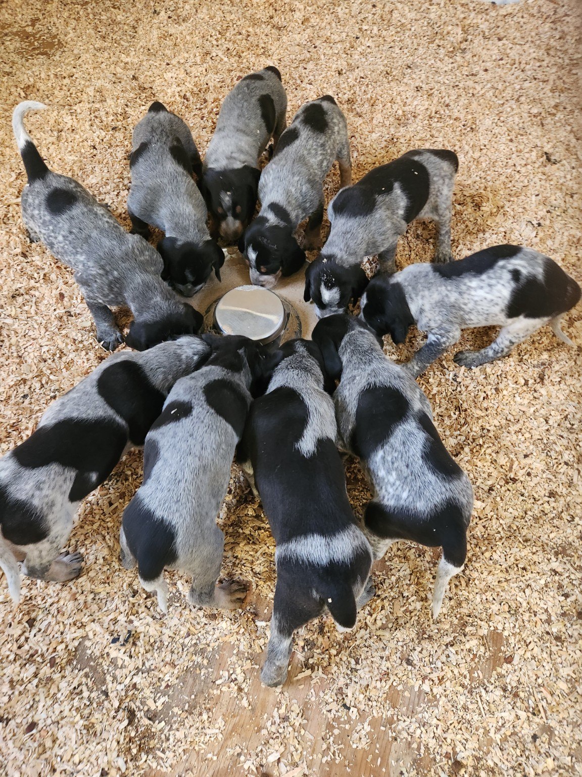 Bluegrass puppies gathered around a dish