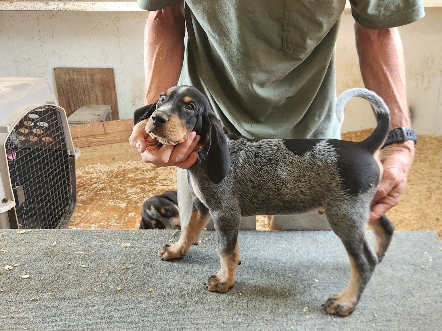 Young Bluegrass puppy on the evaluation table