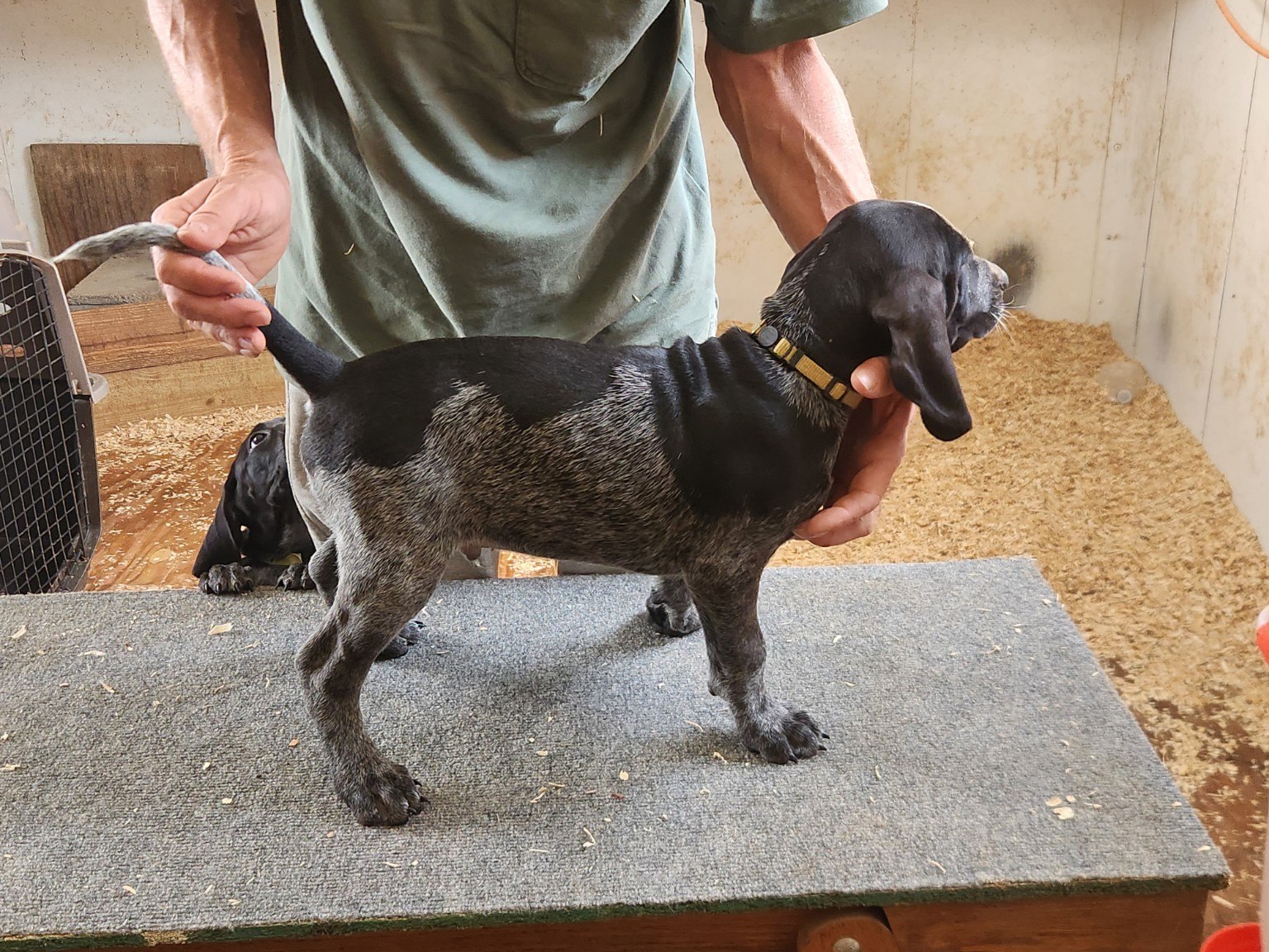 Bluegrass puppy being evaluated on the stacking table