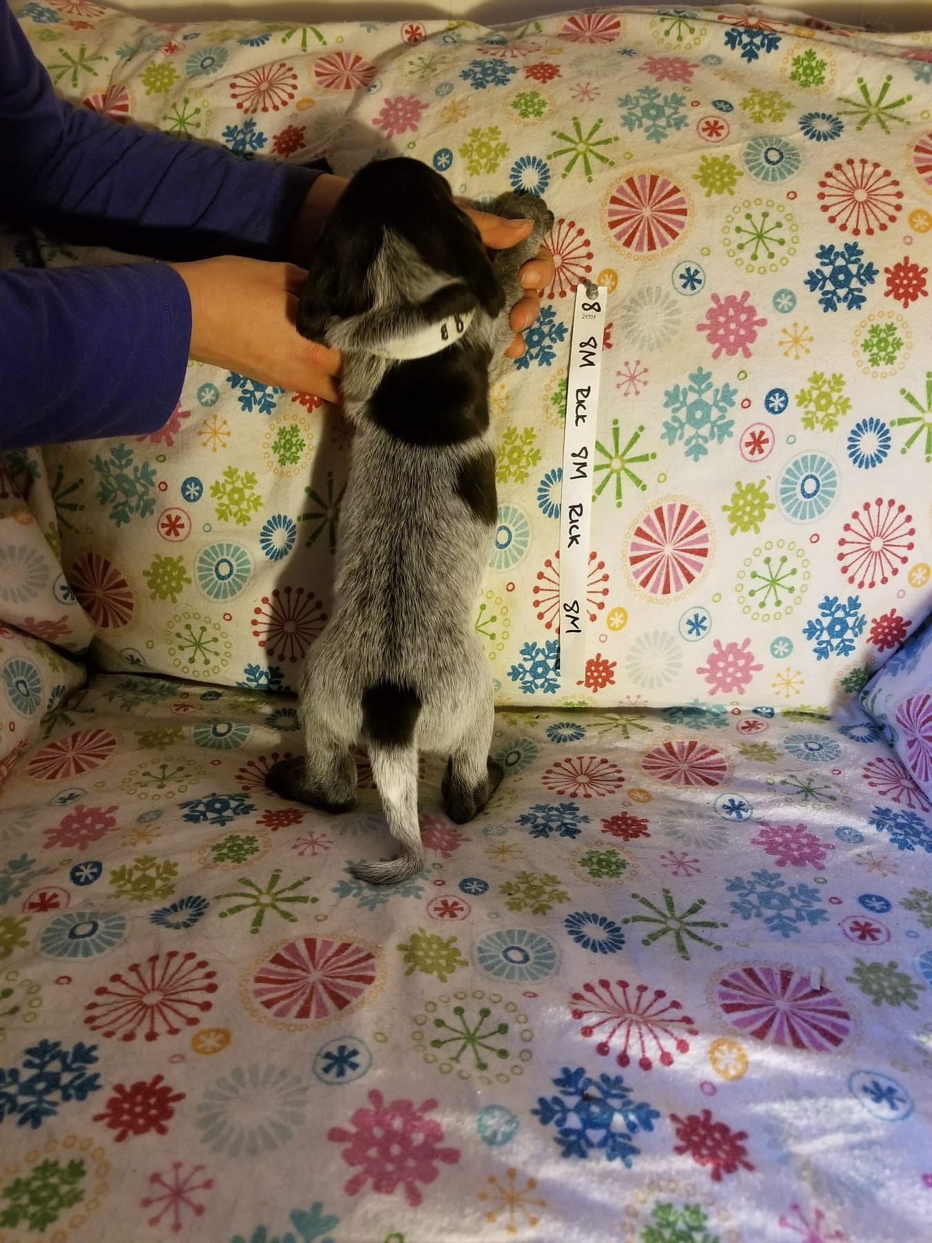 Earlier puppy evaluation