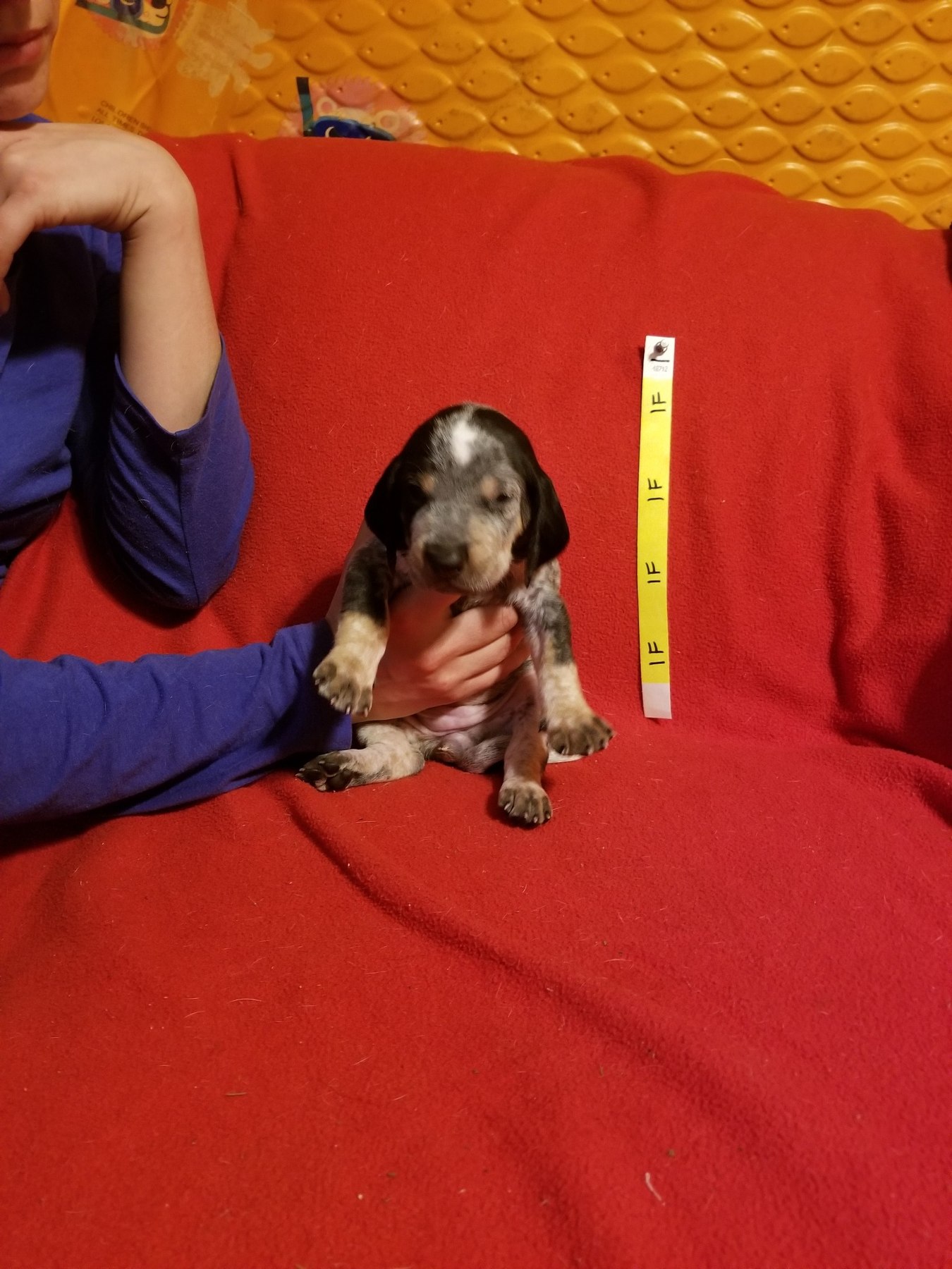 Earlier Bluegrass puppy